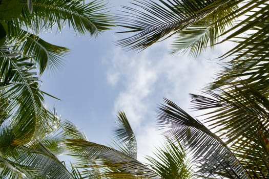 Blue sky with palm leaves and clouds