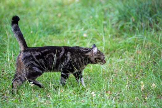 A cat is walking trought the grass and watching and playing, domestic cat