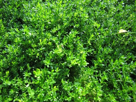 Smooth rupturewort, Herniaria glabra, a groundcover in the garden