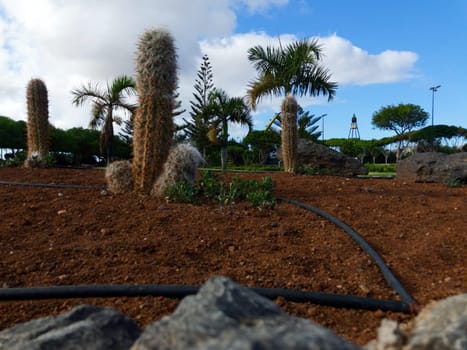 THE CACTUS ARE IN THE PARK 3