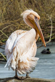 Pelecanus onocrotalus also known as the eastern white pelican, rosy pelican or white pelican.