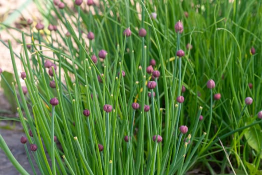 Fresh blooming chive. Green chives in garden.
