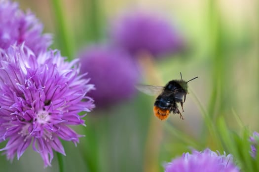 Bumblebee collecting nectar from chives plant blossom. .Chives are a commonly used herb for culinary purposes.