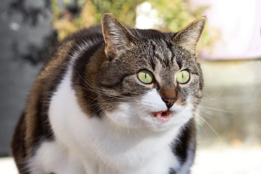 A little fat cat makes a surprised face expression