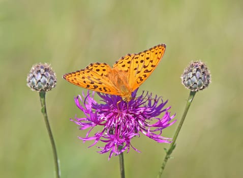 Imperial mantle or silver coat Argynnis paphia on a scabiosis flake flower Centaurea scabiosa