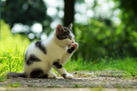 Kitten in summer under a blue sky