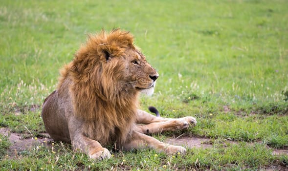 One big lion lies in the grass in the savanna of Kenya