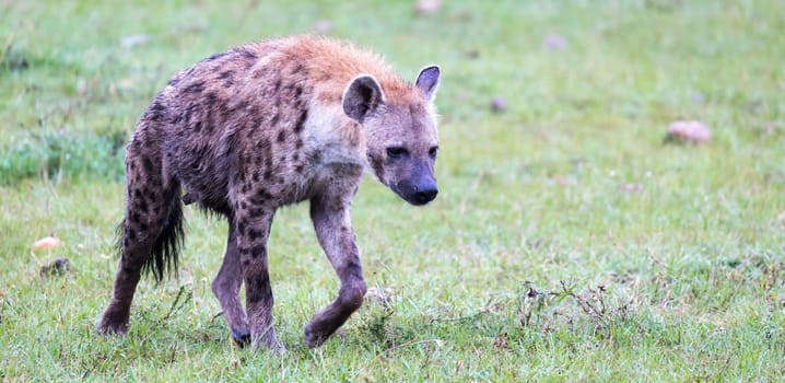 One hyena walks in the savanna in search of food