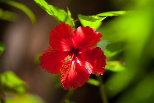 Colorful exotic flowers on trees with green leaves
