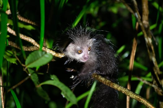 One of The rare Aye-Aye lemur that is only nocturnal