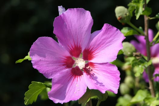 One beautiful pink flower surrounded by green branches