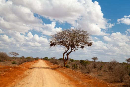 Tree in the savannah of Kenya, blue sky with clouds, a red road