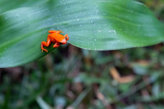 One small orange frog on a green leaf
