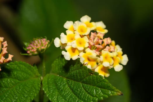 The Exotic flowers of the island of Madagascar