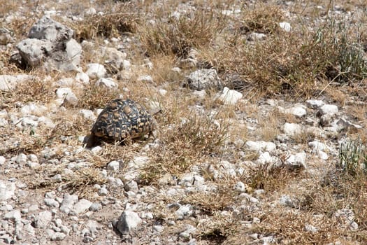 The small turtle on its way through the savanna
