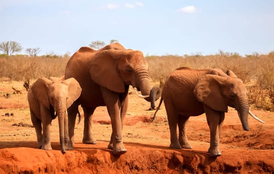 Family of elephants standing on the waterhole in the savannah of Kenya.