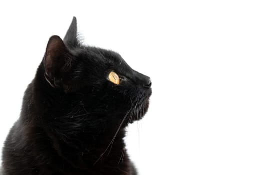 Beautiful black cat poses on a white background