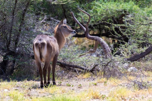 An antelope in the middle of the savannah of Kenya