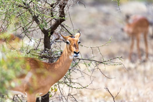 The Grant Gazelle grazes in the vastness of the Kenyan savannah