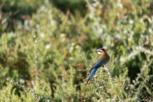 The Local bird is sitting on a branch in Kenya