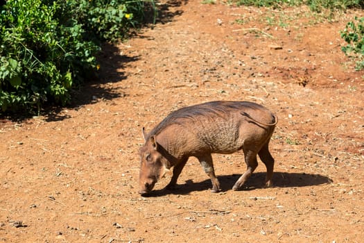 One warthog in the savannah of Kenya