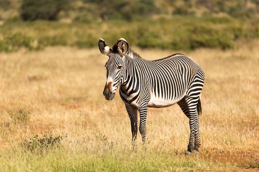 The Grevy Zebra is grazing in the countryside of Samburu in Kenya