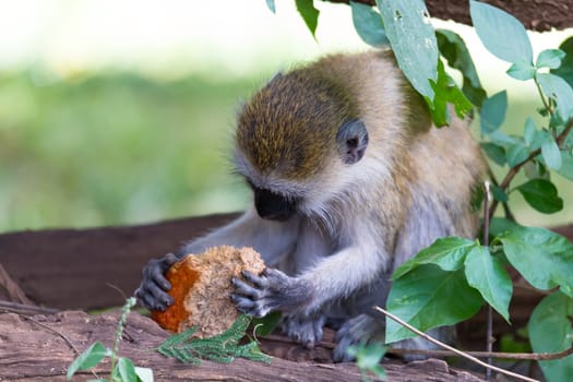 One Vervet monkey has found a fruit and eats it