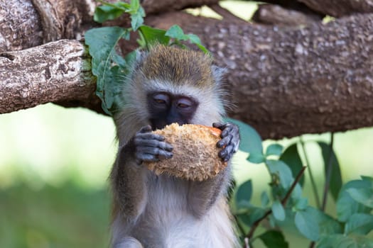 One Vervet monkey has found a fruit and eats it
