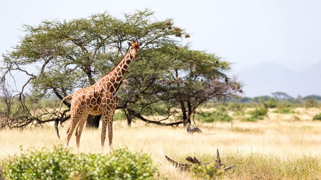 Giraffes in the savannah with many trees and bushes in the background