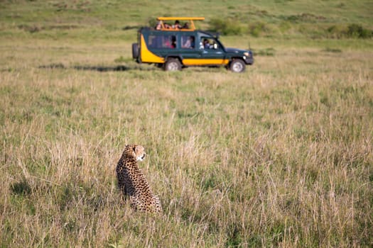 One cheetah in the grass landscape between the bushes