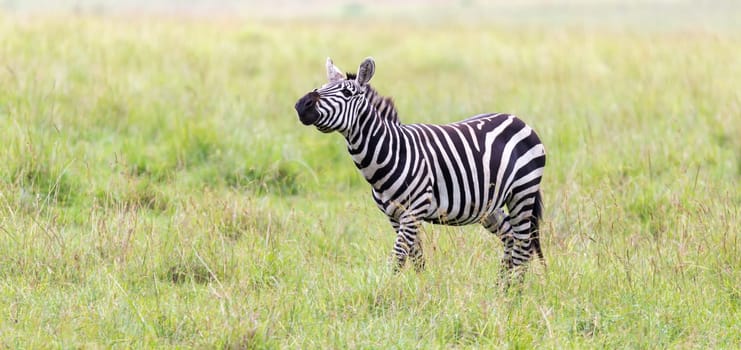 The Zebra family grazes in the savanna in close proximity to other animals