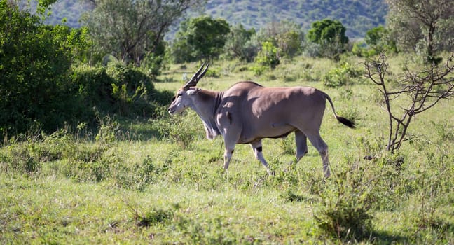 The Elands the largest antelope in Kenya's savannah