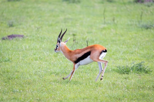 A Thomson Gazelle in the Kenyan savannah amidst a grassy landscape