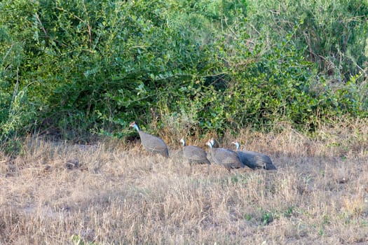 A native bird, Masai chicken, in the grass
