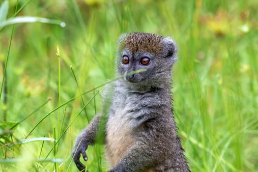 One bamboo lemur between the tall grass looks curious