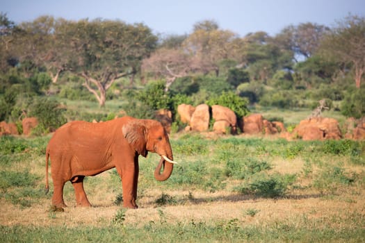 One big red elephant walks through the savannah between many plants