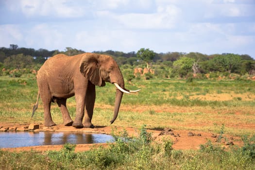 One big red elephant is walking on the bank of a water hole