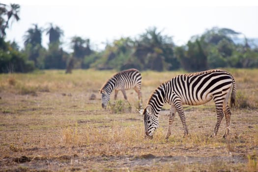 Some zebras are eating grass in the savannah in Kenya