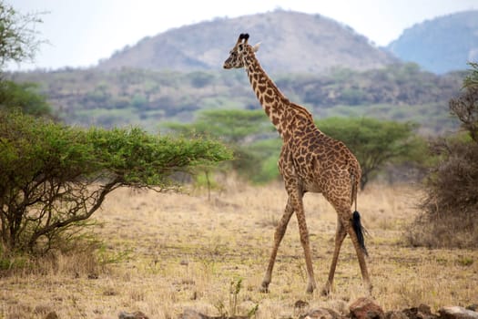 Giraffe is walking between the bushes in the savannah of Kenya