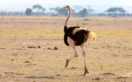 An ostrich is running, on safari in Kenya