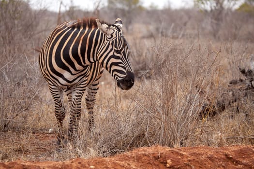 Zebra is standing in the savannah of Kenya