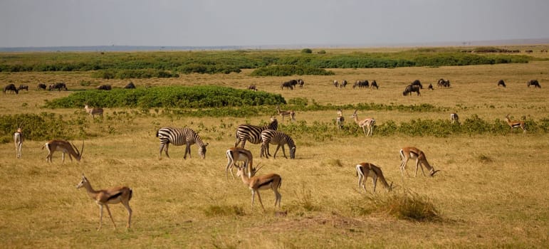 a lot of animals in the savannah in Kenya