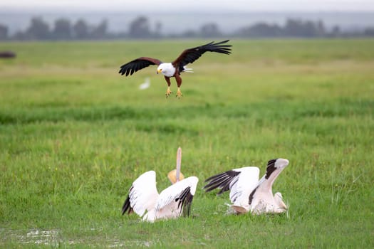 A pelican birds are standing in the green grass