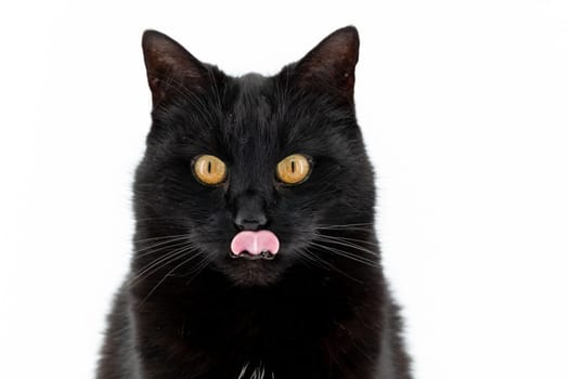 Beautiful black cat poses on a white background