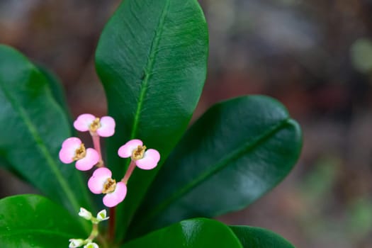 The Colorful plants and flowers in close-up on the island of Madagascar