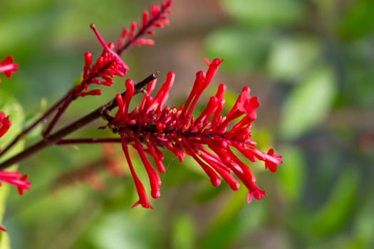 The Exotic flowers of the island of Madagascar