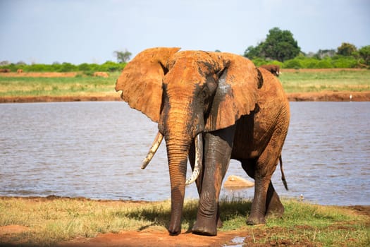 One big red elephant after bathing near a water hole