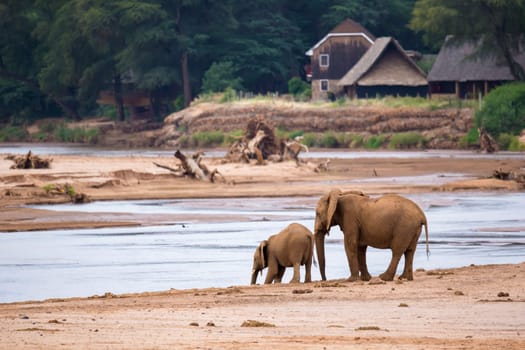 An elephant familiy on the banks of a river in the middle of the National Park