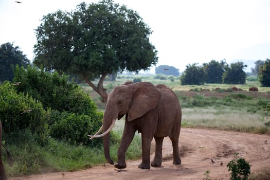 One big red elephant walking along the road
