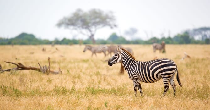 Zebra standing or walking throught the grassland